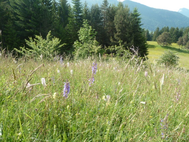pres cueillette Plantes montagne - Nomad Bike